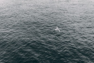 航空摄影的白鸟飞过水体在白天
